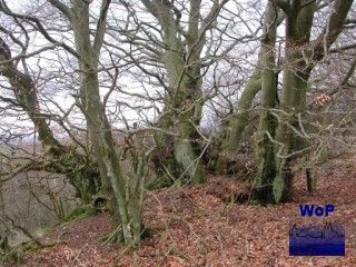 RING of EIFELfire 11