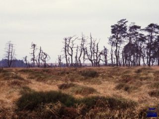 1986 Wallonisches Venn