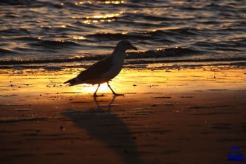 2016 Borkum