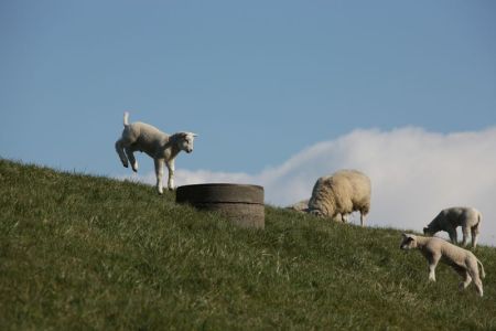 04.04.2015: Butjadingen