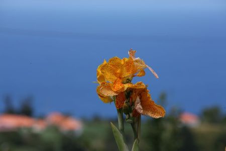04.09.2016: Madeira