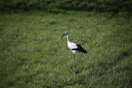 06.04.2016: Frankreich