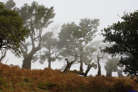 06.11.2010: Madeira