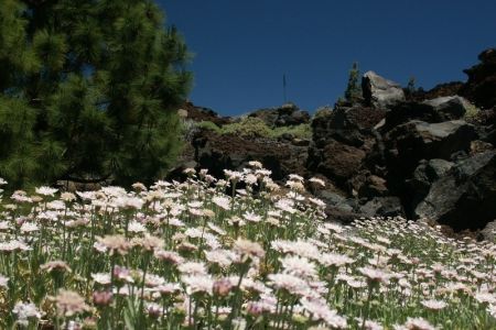 09.06.2009: Teneriffa