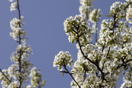 10.04.2011: Sinzenich