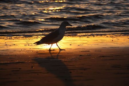 12.11.2015: Borkum