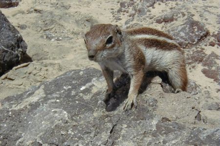 13.08.2001: Fuerteventura
