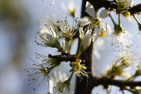 23.04.2011: Vogelsang