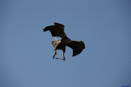 27.05.2012: Hellenthal