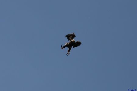 27.05.2012: Hellenthal
