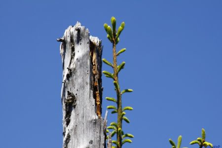 29.05.2011: Lotharpfad
