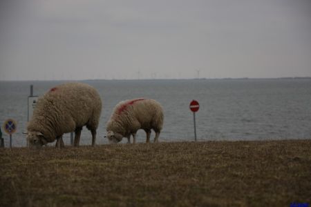 30.03.2013: Föhr