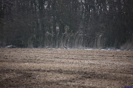 31.03.2013: Föhr